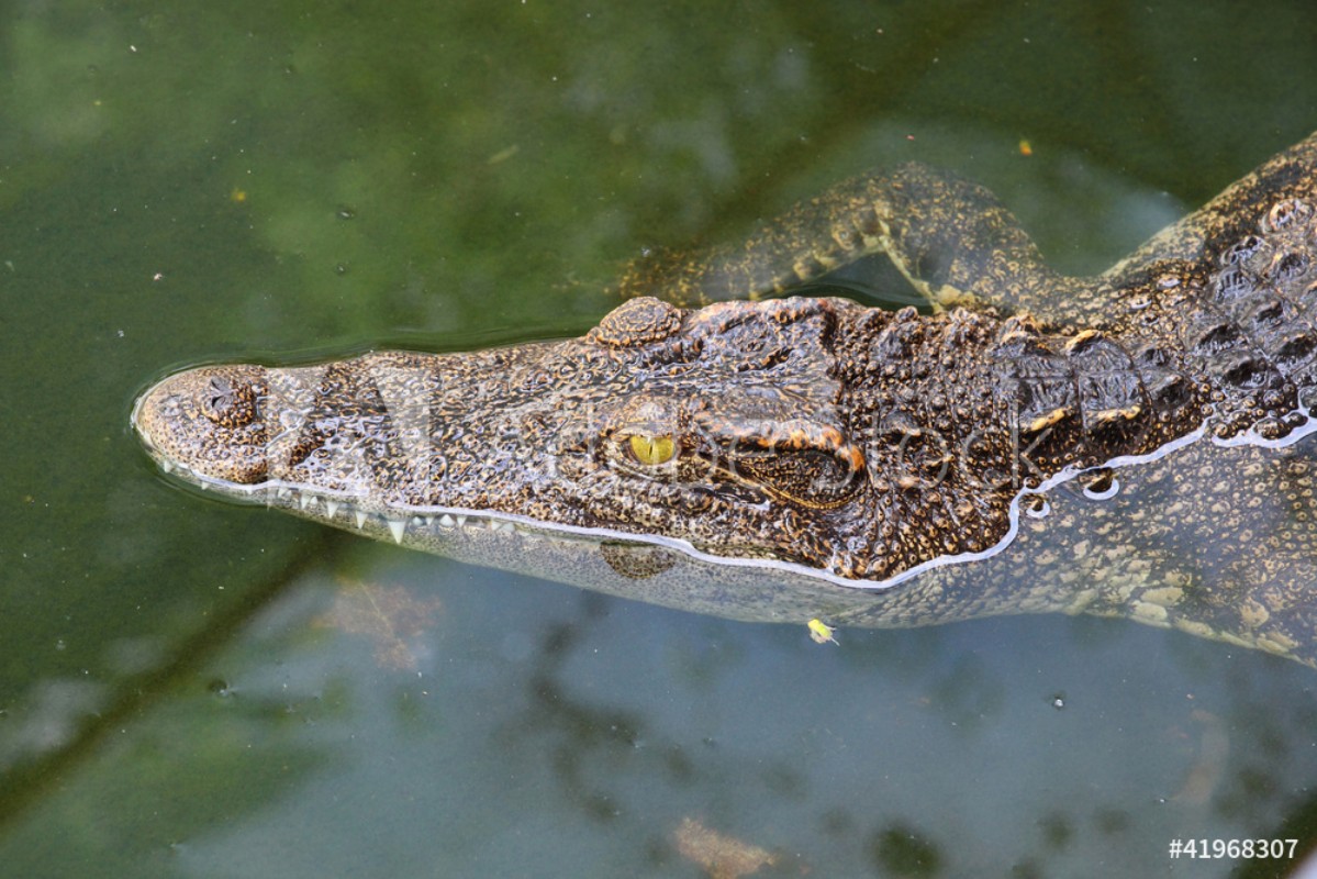 Afbeeldingen van Close up crocodile while in the pool